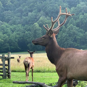 Meet your Posher, Dani